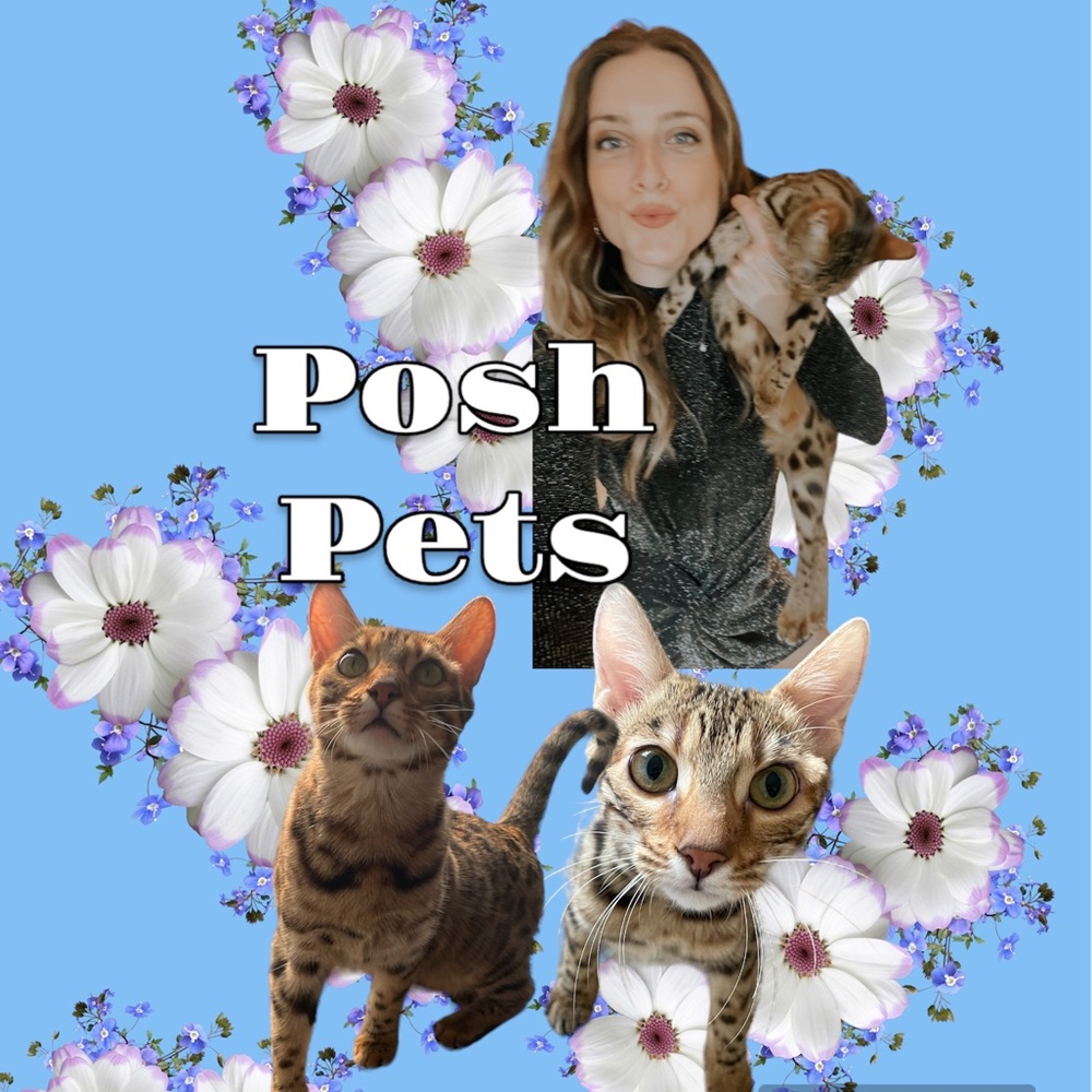 POSH PET LIVE SHOW NOTIFICATION POST